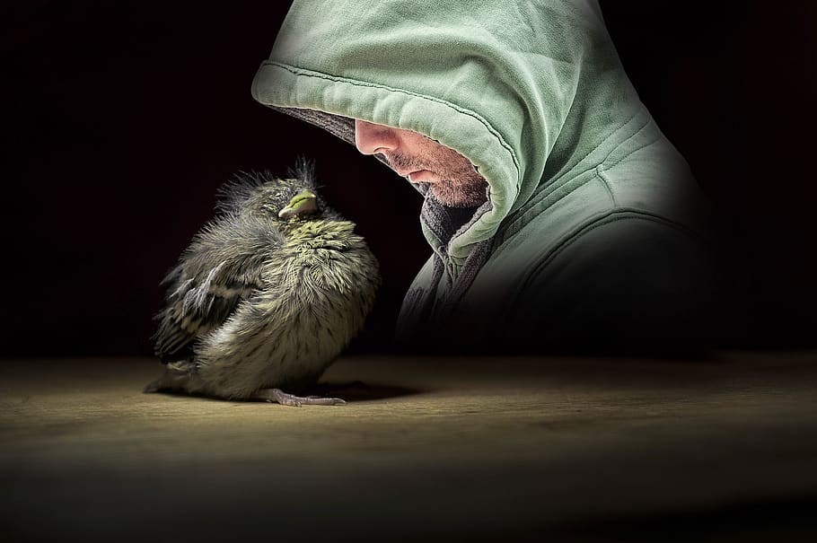 fantasy, young bird, man, light, portrait, one animal, human body part HD wallpaper