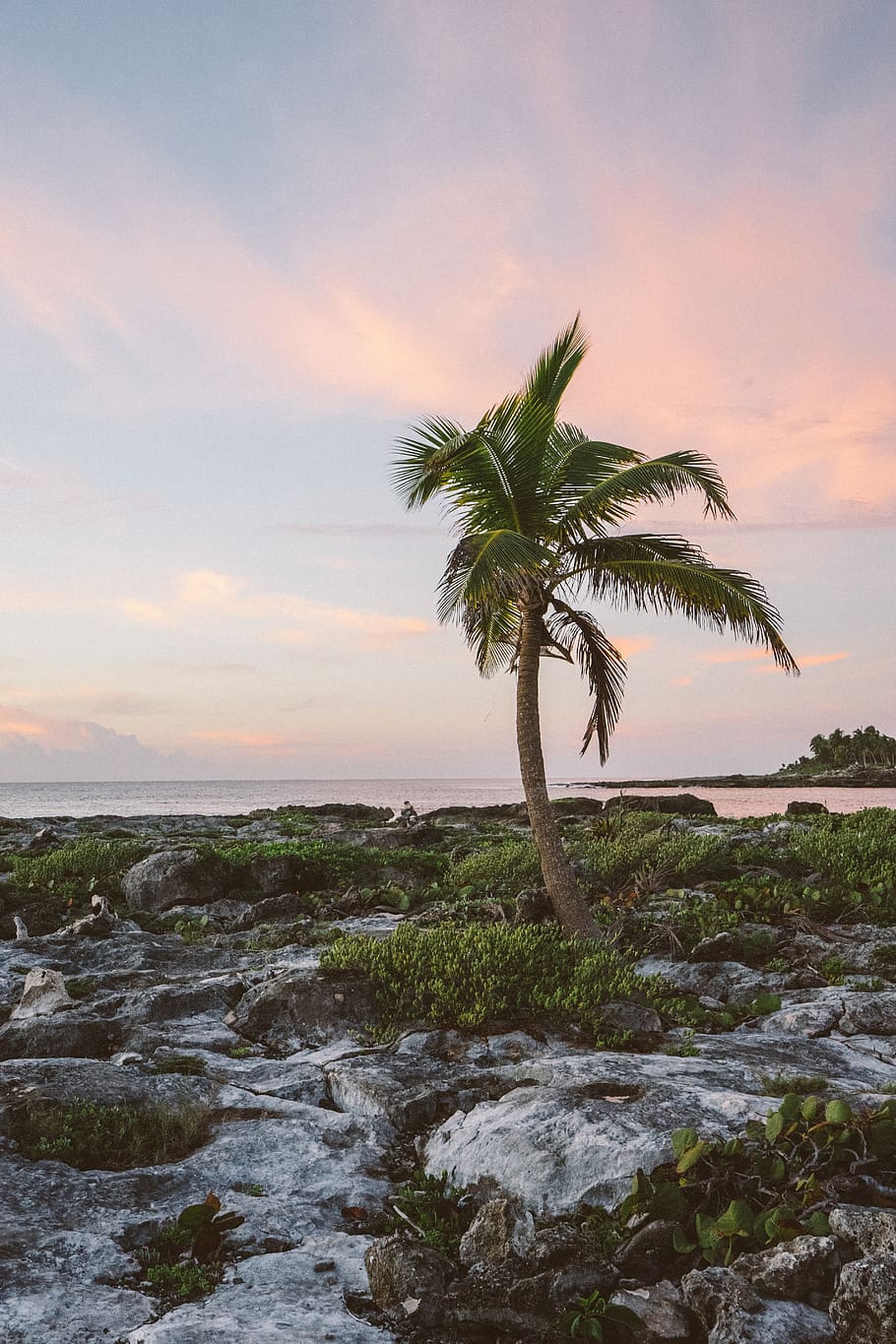tree, palm tree, plant, summer, arecaceae, grand sirenis riviera maya resort HD wallpaper