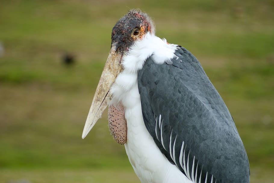gray and white pelican, bird, animal, vulture, stork, beak, condor HD wallpaper