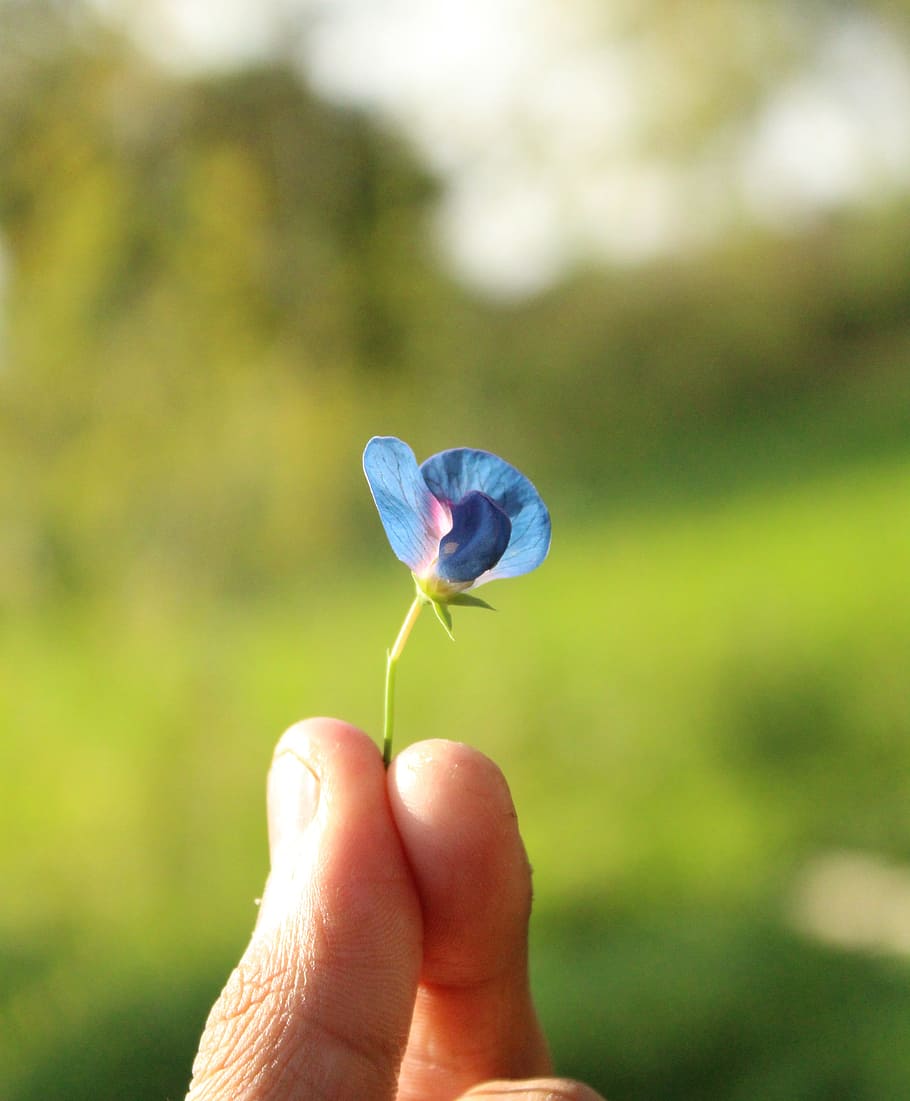 HD wallpaper: Small Blue Petaled Flower Held by Person's Fingers ...