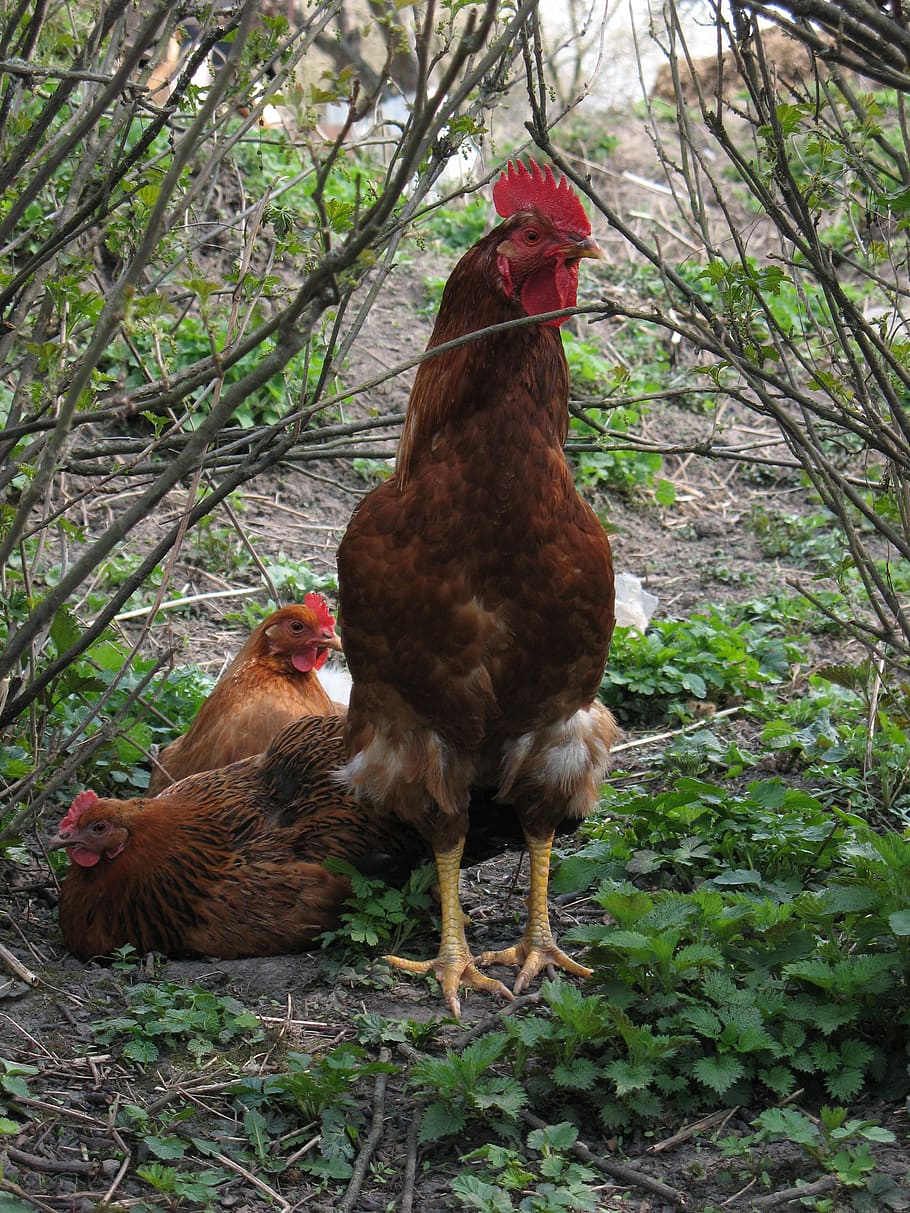 rooster, chicken, birds, poultry, chicken - bird, livestock HD wallpaper