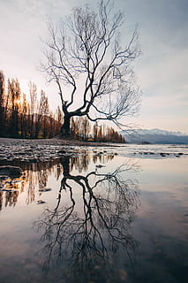 leafless tree, reflection, water, sky, tranquility, lake, scenics - nature HD wallpaper