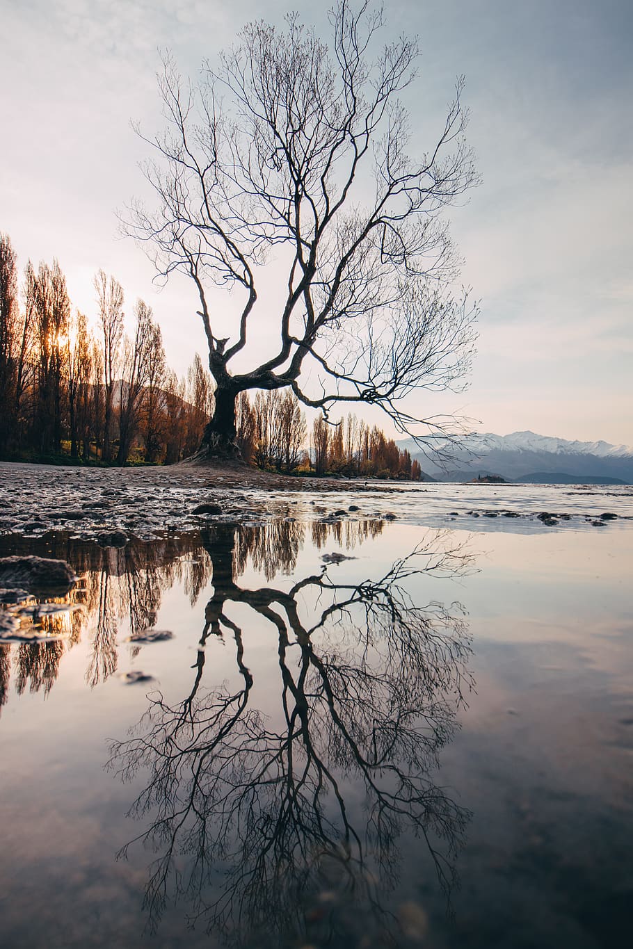 leafless tree, reflection, water, sky, tranquility, lake, scenics - nature HD wallpaper