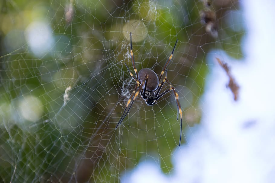 spider, close-up, cobweb, spider web, animal themes, arachnid HD wallpaper