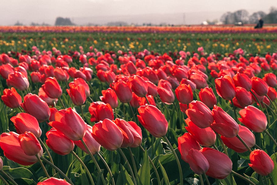 pink tulips, plant, blossom, flower, united states, woodburn HD wallpaper