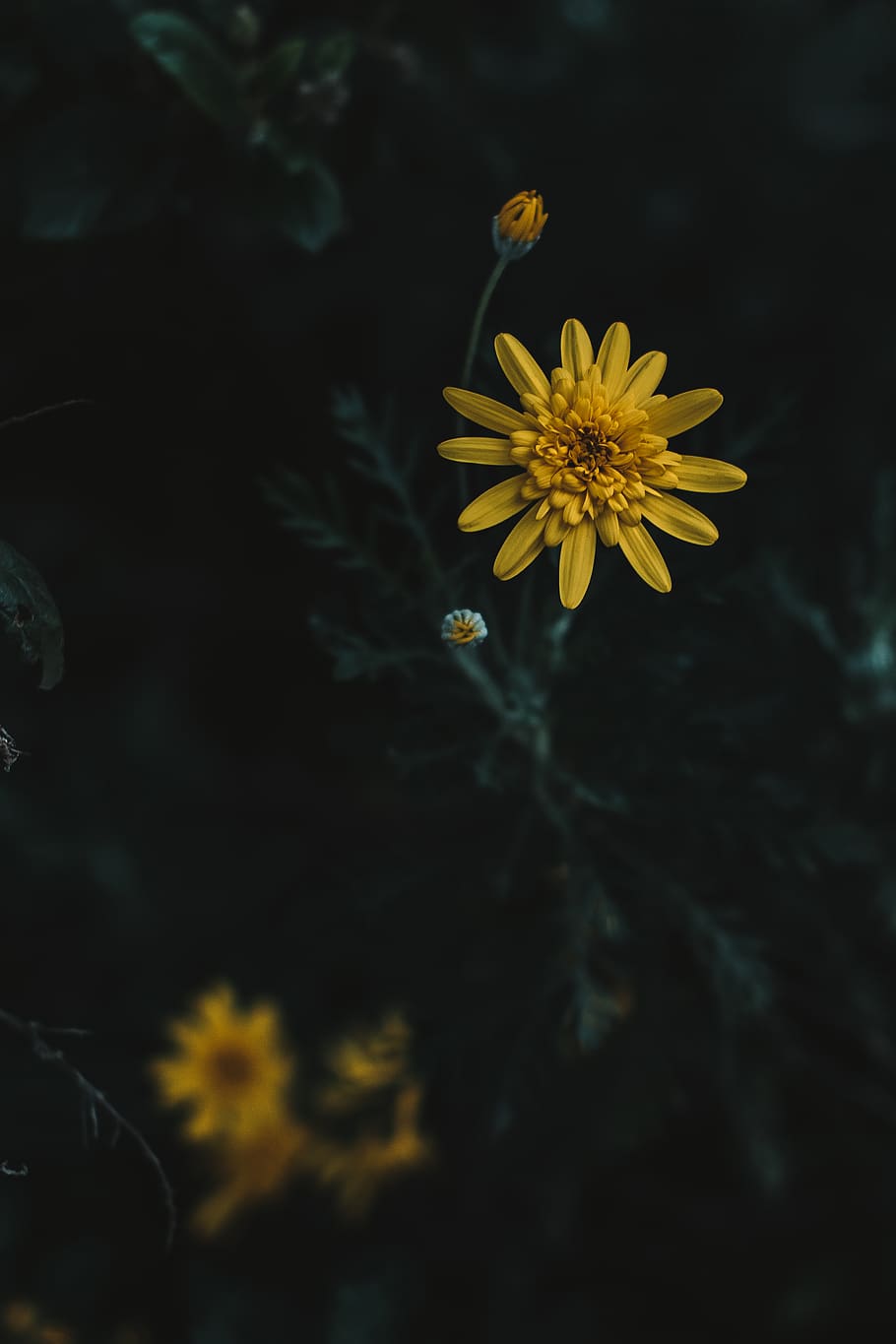 Selective Focus of Cosmos Flower, beautiful, bloom, blooming HD wallpaper