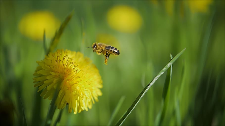 spring, flowers, nature, blossom, bloom, bee, flowering plant HD wallpaper