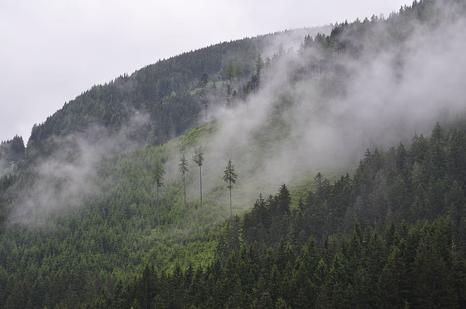 green leafed trees on mountains during fogs, mist, hillside, forest HD wallpaper