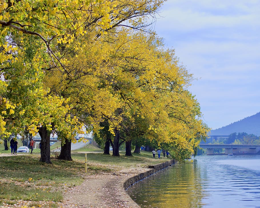 person, human, tree, plant, outdoors, water, tree trunk, australia HD wallpaper