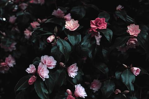 black, bloom, blossoms, flowers, green, leaves, petals, pink HD wallpaper