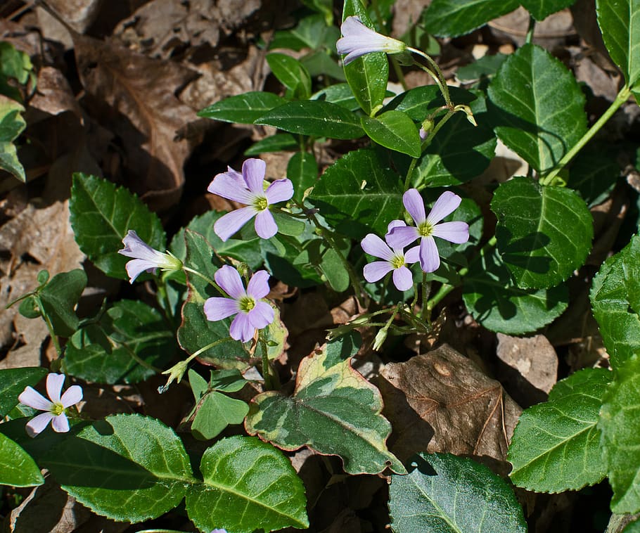 united states, oak ridge, forest floor, plant, bloom, nature, HD wallpaper