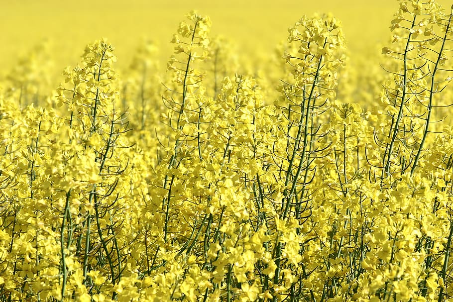 rapeseed, field, yellow, blooming, plant, growth, beauty in nature HD wallpaper