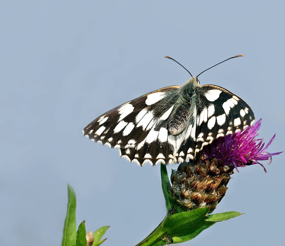 butterfly, insect, black, white, wings, animal themes, one animal HD wallpaper