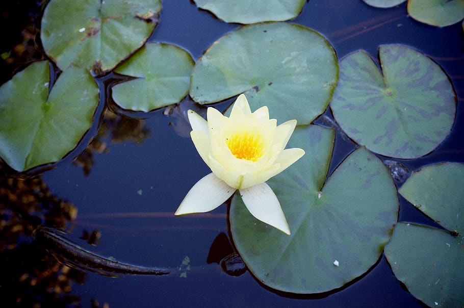 greece, chios, water, waterlily, fish, leaves, flower, flowering plant