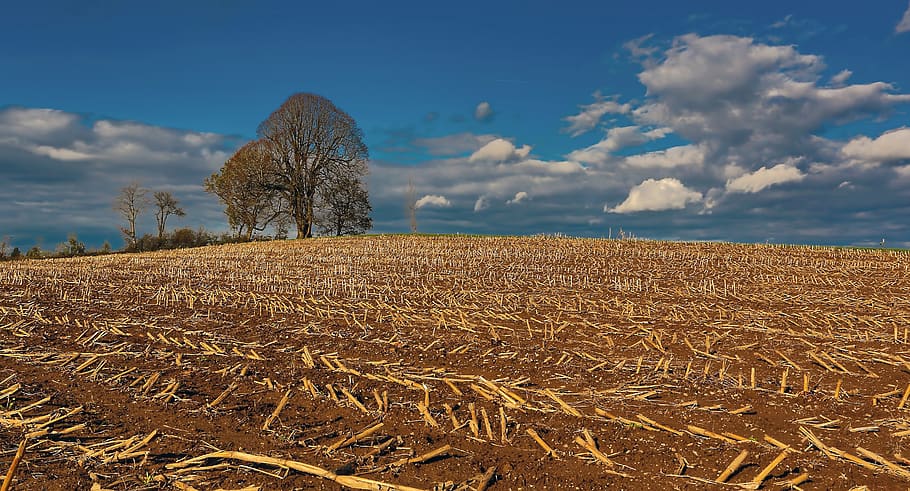 tree, hill, harvest, corn, rest, cloud, storm, farm, sky, blue HD wallpaper