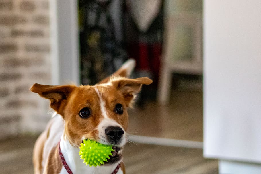 dog biting rubber ball, pets, one animal, mammal, canine, domestic animals HD wallpaper