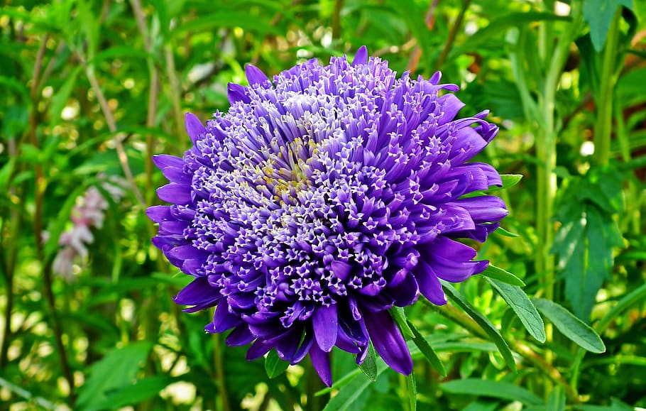 aster, flower, garden, wheatgrass, purple, closeup, macro, nature