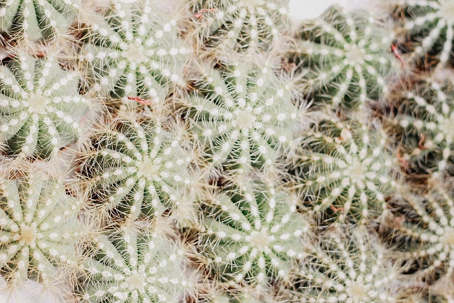 green cactus plant, flower, blossom, dandelion, tree, moss, pattern HD wallpaper