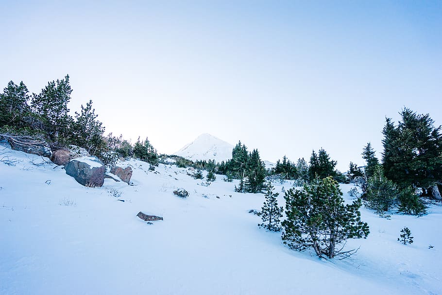 mountain, snow, cold, winter, trees, bushes, sky, nature, cold temperature HD wallpaper