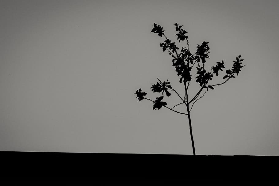 lithuania, vilnius, tree, roof, sky, plant, copy space, growth HD wallpaper