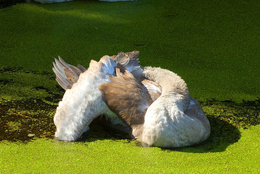 cygnet, ditch, down feathers, cleaning, nature, swan, wash HD wallpaper