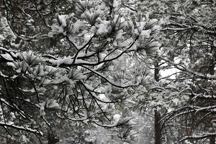 trees, winter, snow, nature, forest, plant, branch, beauty in nature HD wallpaper