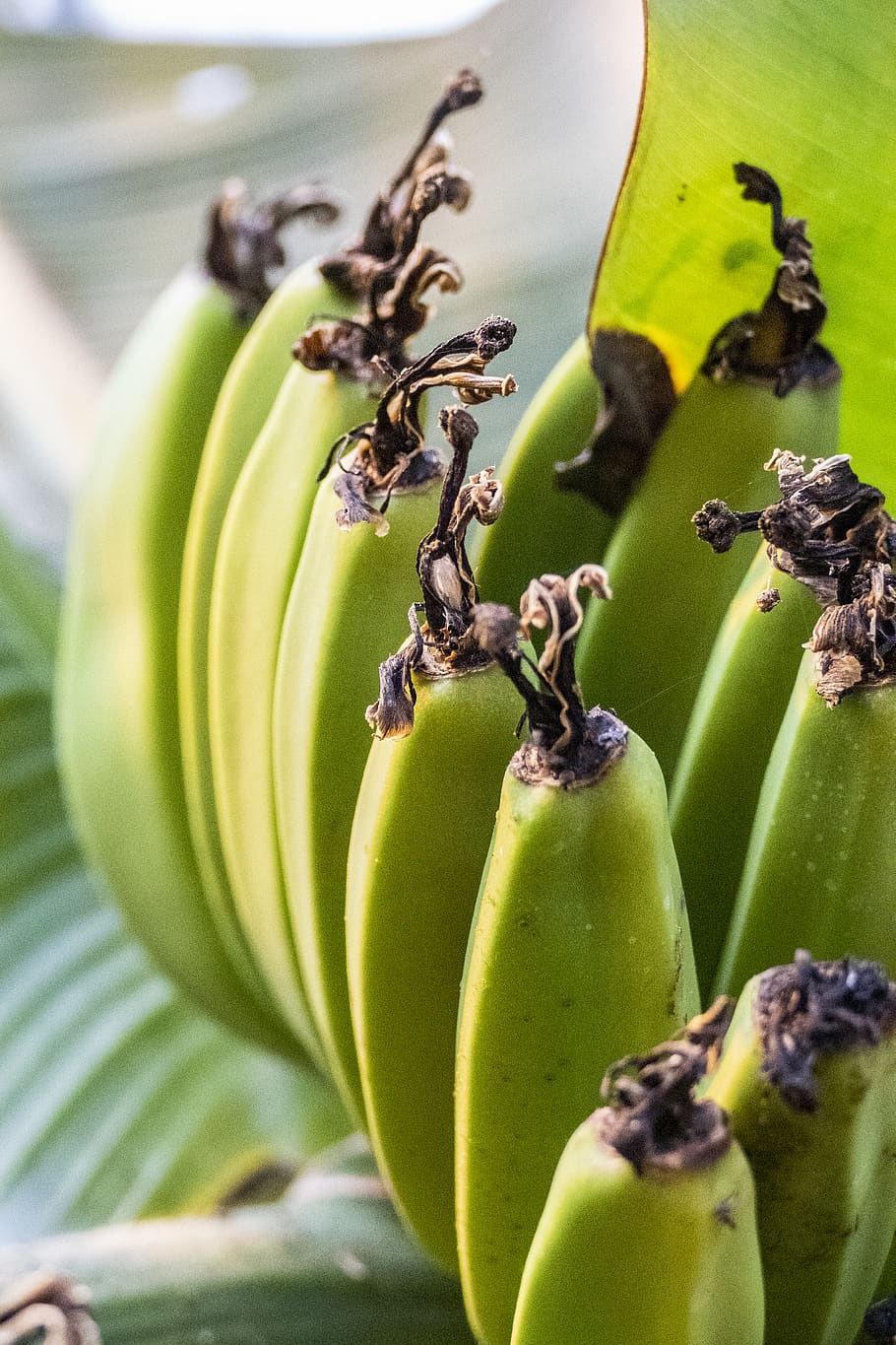 Vintage green banana. Зеленые бананы. Гроздь бананов фото. Банан зеленого цвета. Зеленые бананы фото.