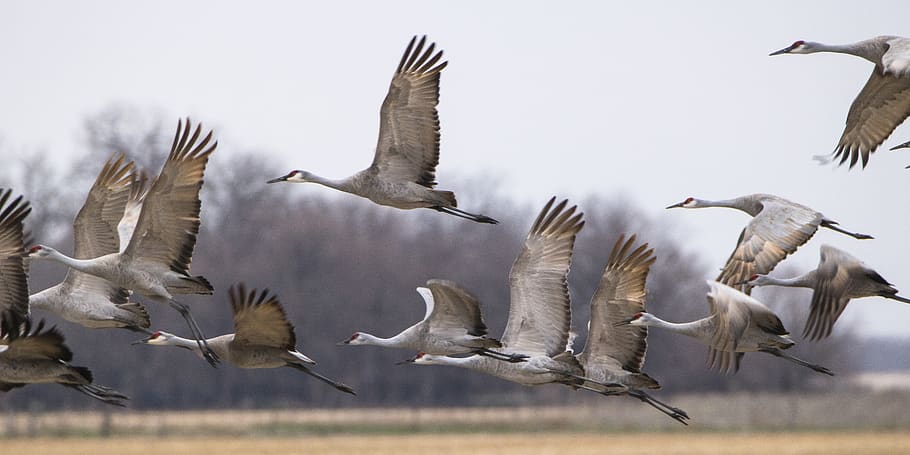 united states, alda, sand hills, cranes, birds, migration, wildlife, HD wallpaper