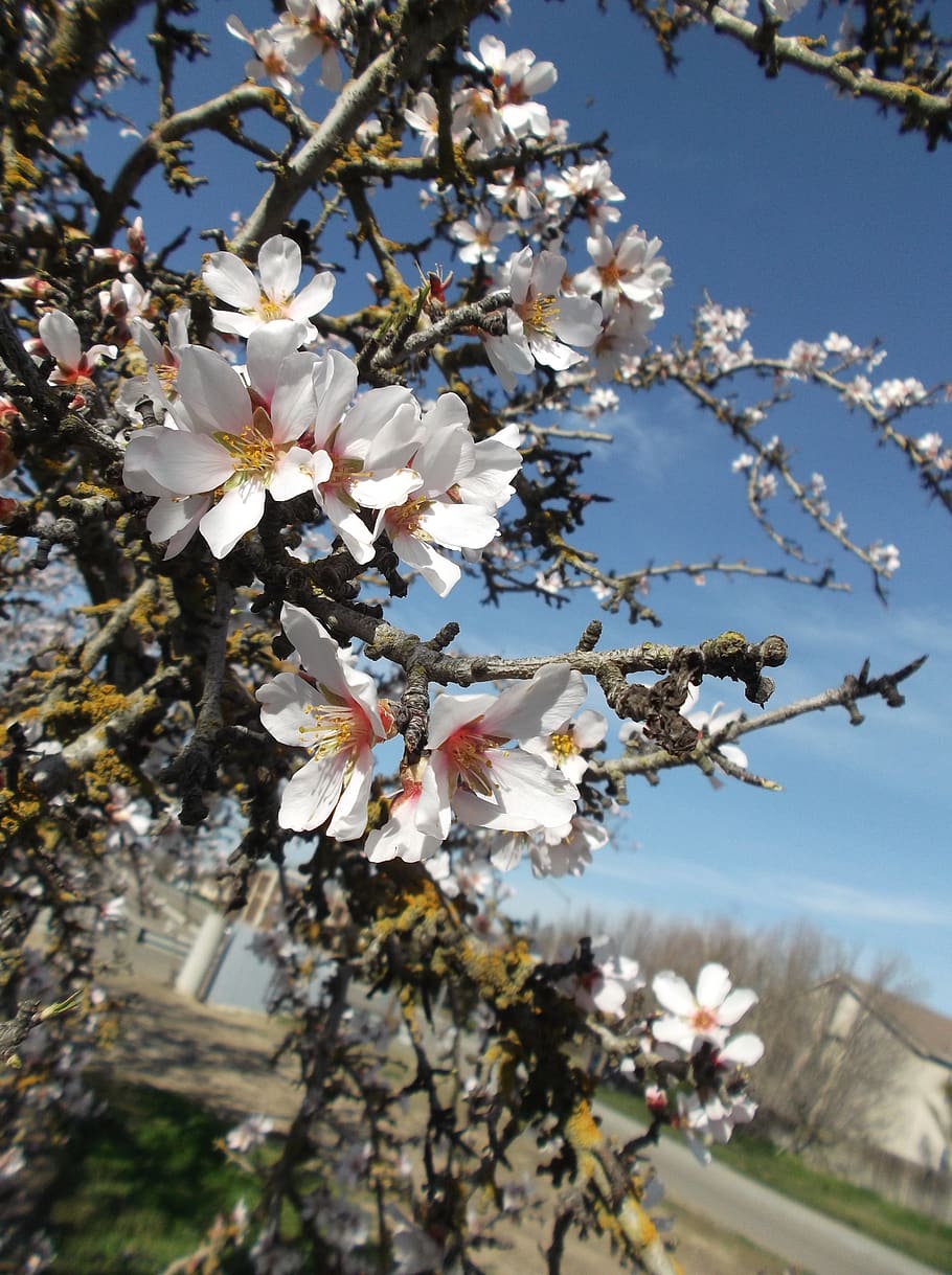 flowers, blossoms, spring, flowering plant, fragility, vulnerability HD wallpaper