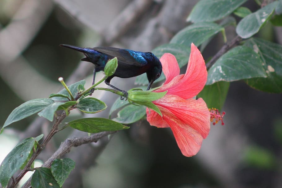 palestine sunbird, birds, nature, animal, flowers, colorful, HD wallpaper