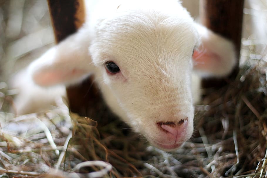 white goat, animal themes, pets, mammal, domestic, domestic animals HD wallpaper