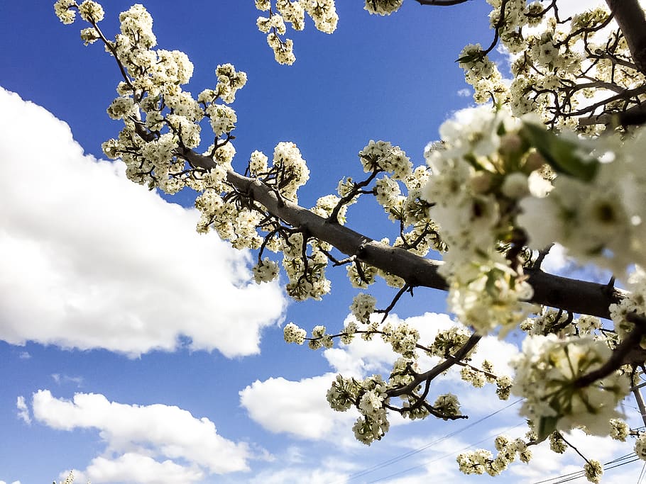 flower, sky, plant, flowering plant, beauty in nature, blossom HD wallpaper