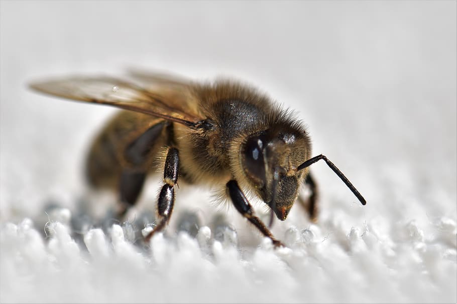 bee, honey bee, insect, pollen, nature, close up, macro, animal HD wallpaper