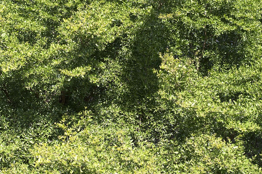 bangkok, sutthisan, tree, green, leaves, top view, plant, green color HD wallpaper