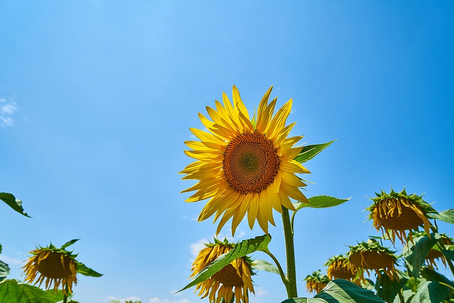 sunflower, yellow, solar, field, macro, summer, nature, plant HD wallpaper