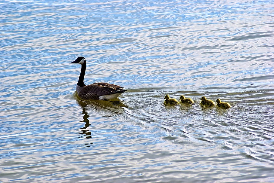lake dardanelle geese, goose, chicks, bird, animal, nature, HD wallpaper