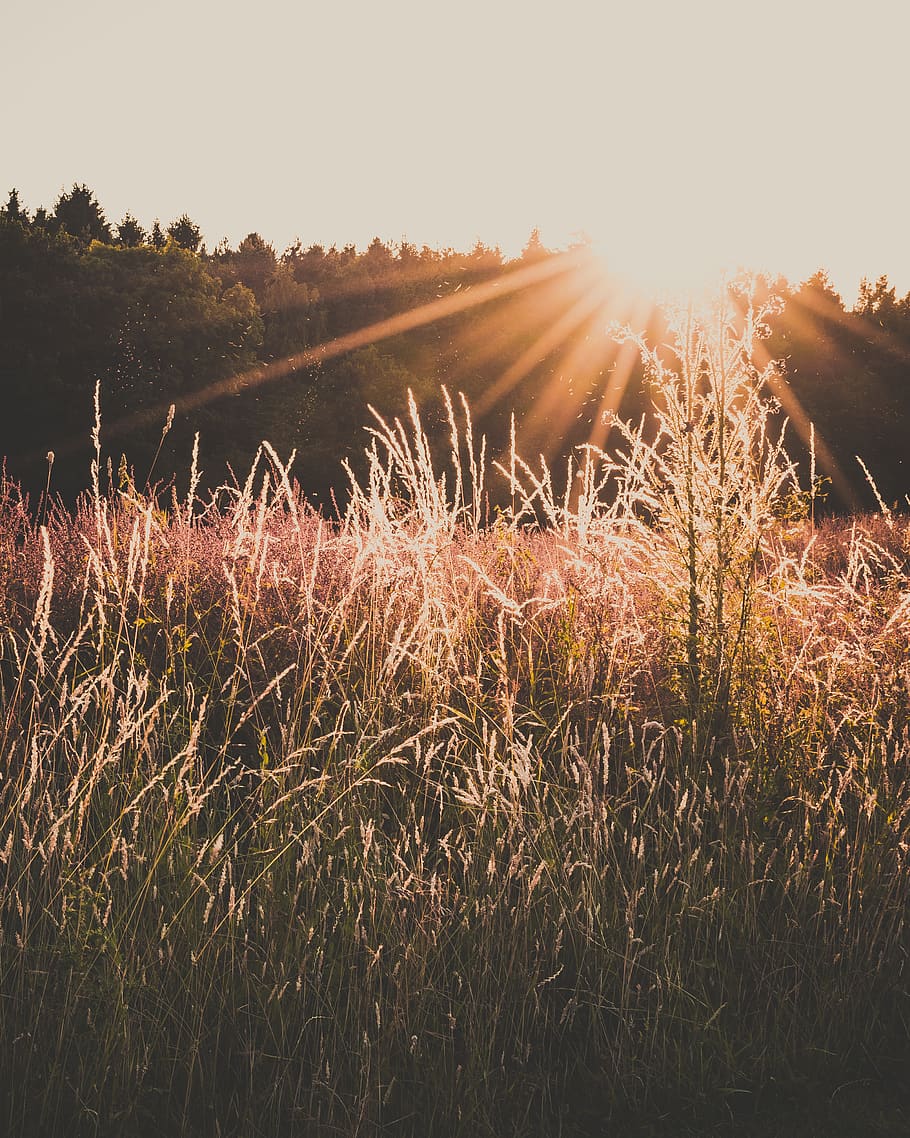 Hd Wallpaper Green Grass Field During Orange Sunset Cereal Cropland