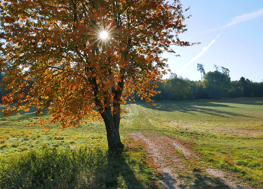 autmn, tree, sun, plant, tranquility, beauty in nature, tranquil scene HD wallpaper
