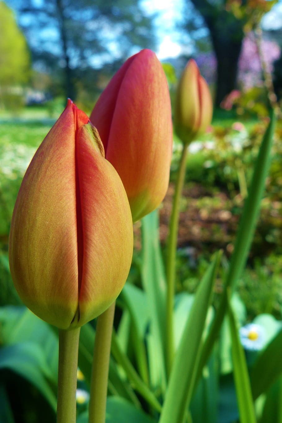 flower, flowering plant, freshness, vulnerability, fragility HD wallpaper