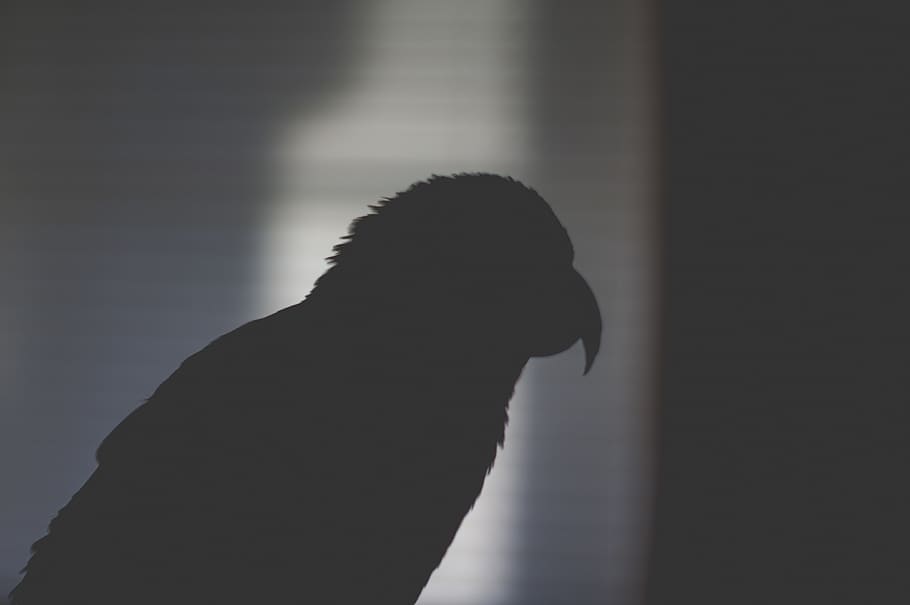 silhouette of bird, light, dark, shadow, parrot, feather, beak