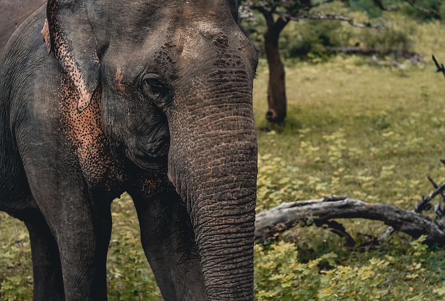 elephant on green field, animal, wildlife, mammal, sri lanka, HD wallpaper