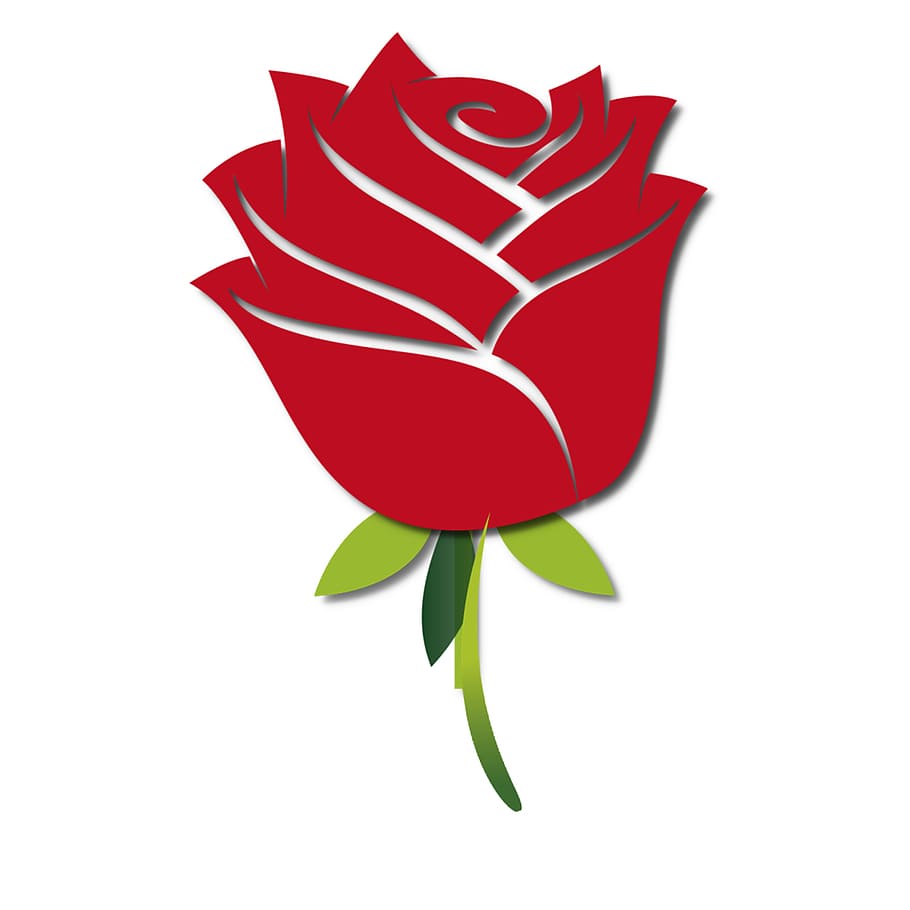 flower, red, nature, graphics, cut out, white background, leaf HD wallpaper