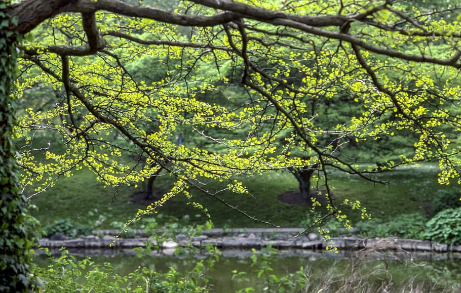 green, tree, branches, water, plant, nature, beauty in nature HD wallpaper