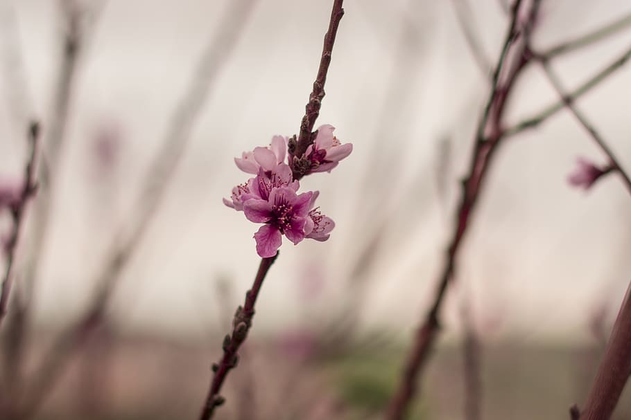 flower, pink, sunset, winter, plant, flowering plant, growth HD wallpaper
