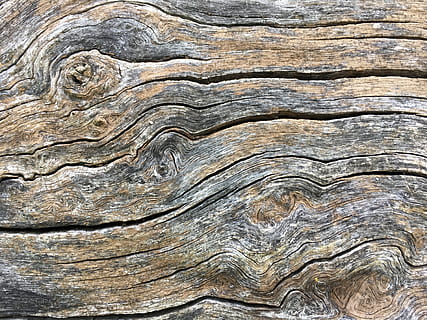 wood, tree, texture, tree trunk, painting, art, animal, bird HD wallpaper