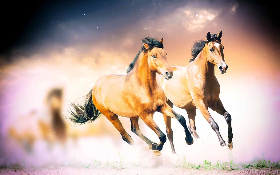 HD wallpaper: horses, wild horses, animals, stallion, ride, equestrian,  horse mane | Wallpaper Flare