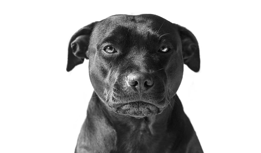 black dog, pets, one animal, domestic, canine, domestic animals HD wallpaper