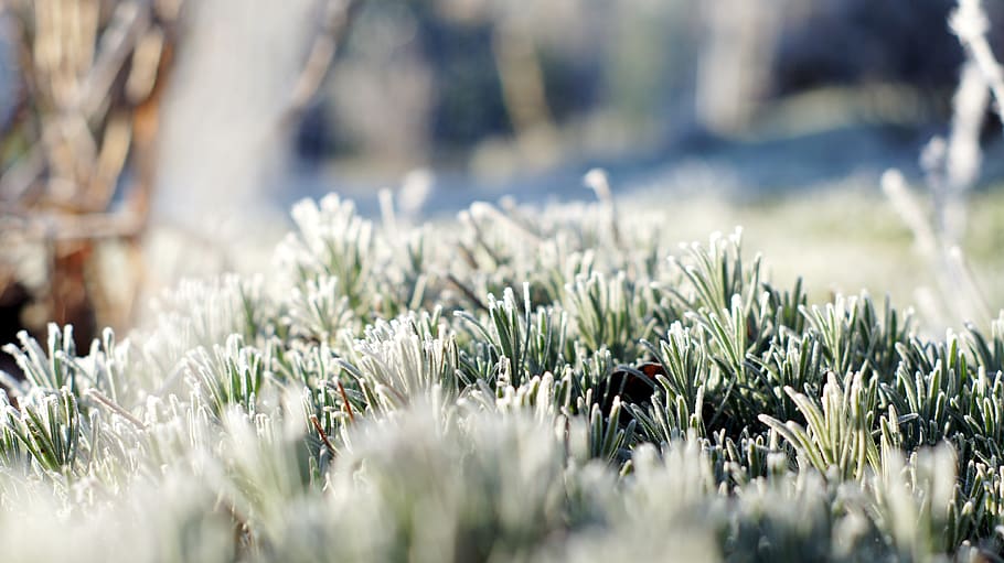 lavender, winter, hoarfrost, cold, dry, frozen, plant, selective focus HD wallpaper
