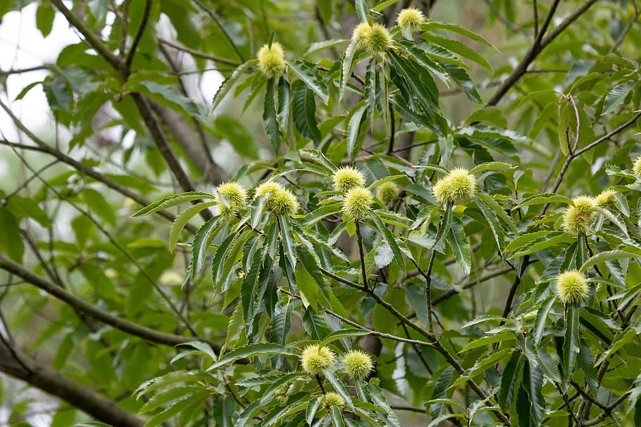 chestnut, tree, leaves, nature, fruits, chestnut tree, green color HD wallpaper