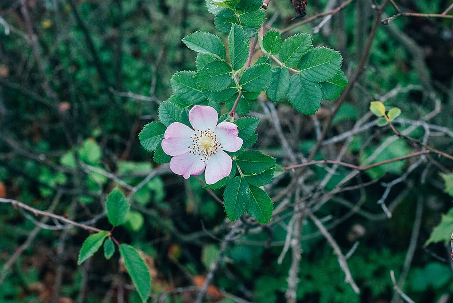 sweden, linköping, briar, nature, flower, autumn, fall, wallpaper HD wallpaper